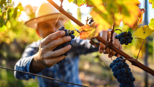Viticulture