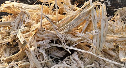 bagasse