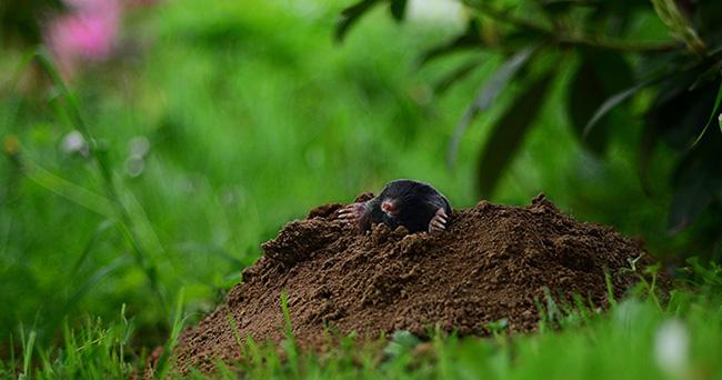 1 - A rodenticide product kesako ?